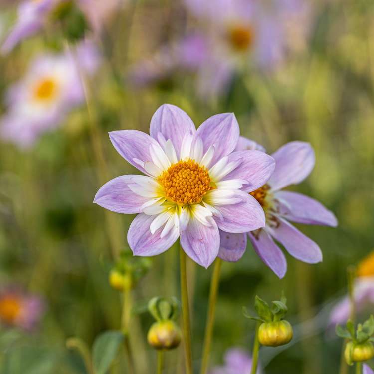 Dahlia 'Teesbrooke Audrey'
